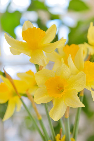 Macro of dafflodil flowers and dew dropsの写真素材