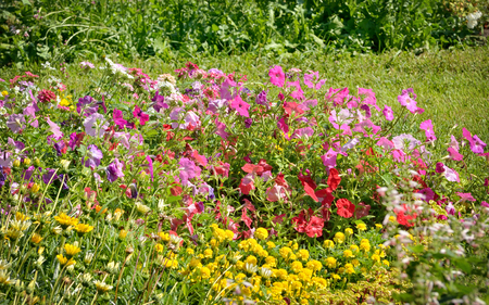 Tobacco flowers in summer gardenの写真素材