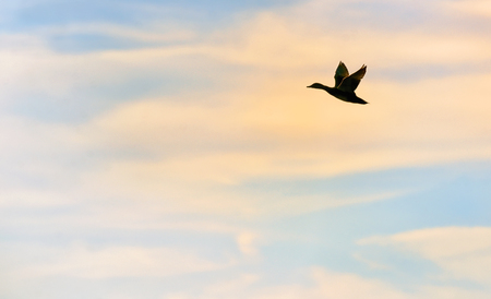 Silhouette of mallard duck flyingの写真素材