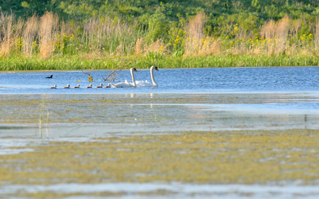 Swan family on lake in spring timeの写真素材