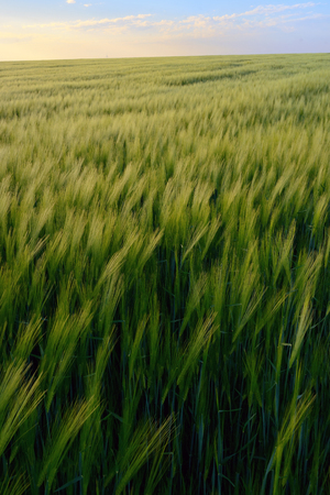 Beautiful sunset over green rye fieldの写真素材