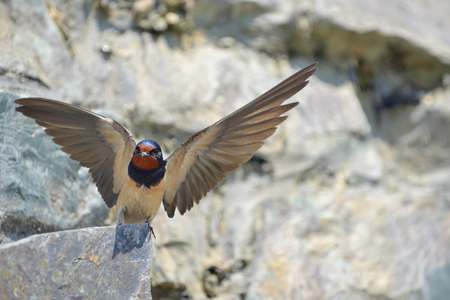 Swallow, Hirundo rustica on rockの写真素材