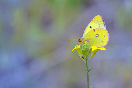 Cloudless Sulphur butterfly (Phoebis sennae) on yellow flowerの写真素材
