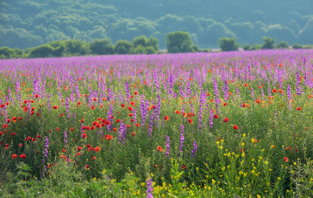 colorful flowers on field in summerの写真素材