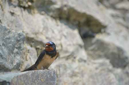 Swallow, Hirundo rustica on rockの写真素材