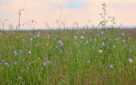 Nemophila flower field, blue flowers on fieldの写真素材