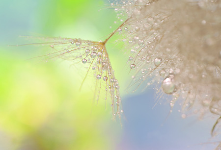 Dandelion seeds - fluffy blowball and soft nature backgroundの写真素材