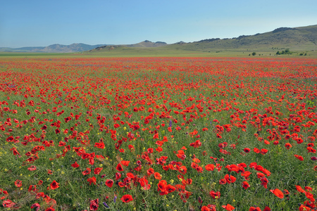 colorful poppy flowers on field in summer timeの写真素材