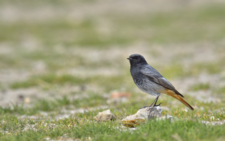 Black redstart, Phoenicurus ochruros on rockの写真素材