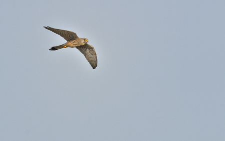 Common Kestrel, Falco tinnunculus on blue skyの写真素材