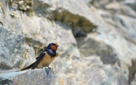 Swallow, Hirundo rustica on rockの写真素材
