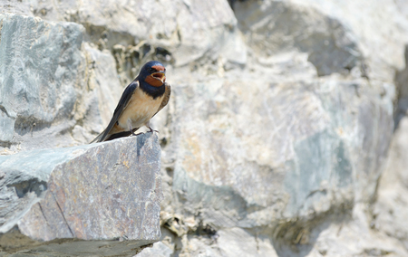 Swallow, Hirundo rustica on rockの写真素材