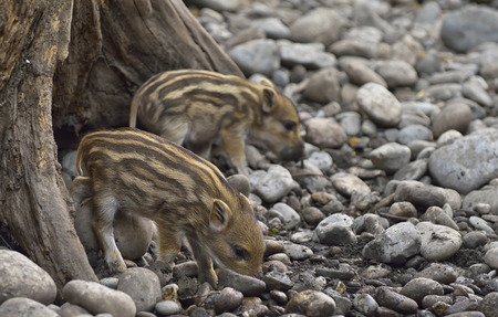 Sounder of young wild boars at zooの写真素材