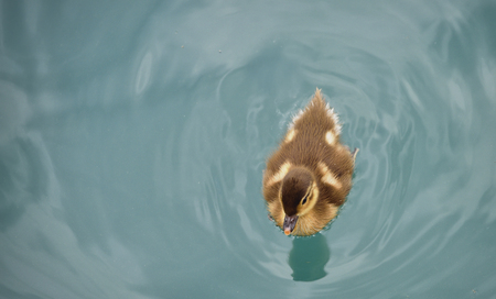 Little cutie duckling on lakeの写真素材