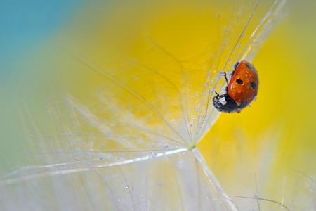 ladybug on dandelion and dew dropsの写真素材