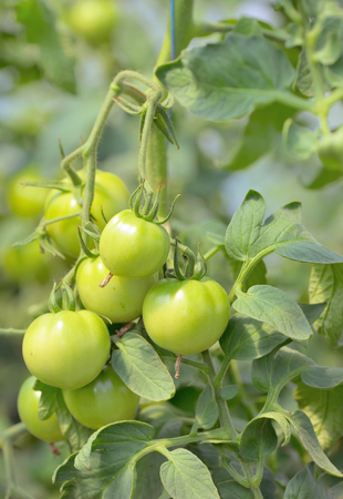 Unripe tomatoes growing in a greenhouseの写真素材