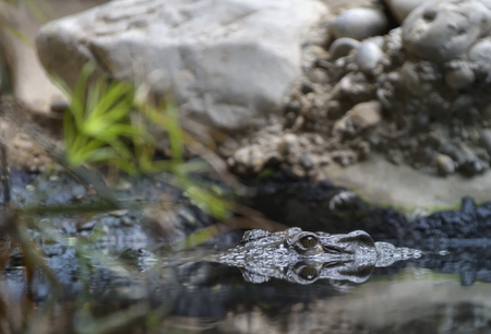 Reflexion of crocodile swimming in waterの写真素材