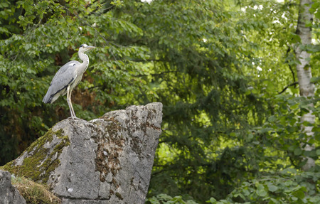 Little Blue Heron in natureの写真素材