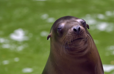 Sea Lion portrait in natureの写真素材
