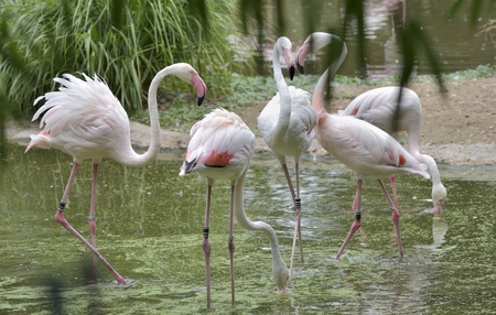 Pink Flamingos birds in lakeの写真素材