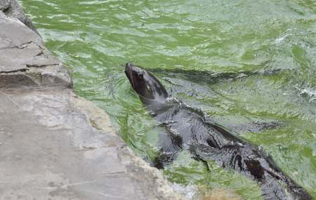 Sea lion Swimming in waterの写真素材