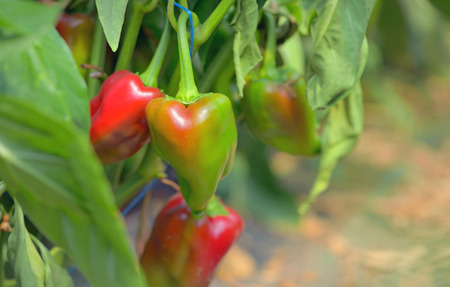 Growing bio peppers in greenhouseの写真素材