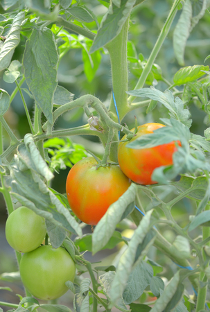 Macro unripe tomatoes in greenhouseの写真素材