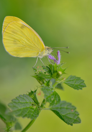 Macro Sulphur Phoebis Agarithe Butterflyの写真素材