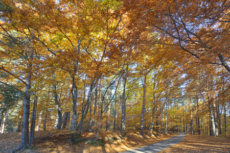 Colorful autumn landscape in the mountain villageの写真素材