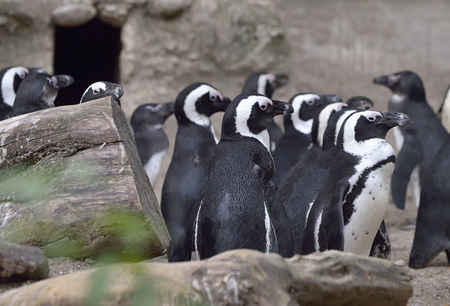 Group of African Penguins Spheniscus demersusの写真素材