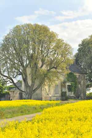 Rape field in countrryside in Irelandの写真素材