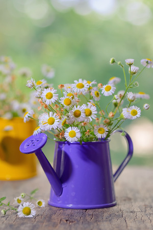Marguerite Daisy Flowers in small bucketの写真素材