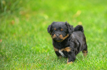 Cute pekingese puppy dog on grassの写真素材