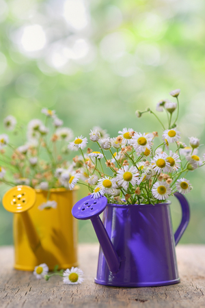 Marguerite Daisy Flowers in small bucketの写真素材