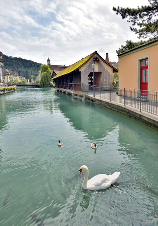 Swan in Thun city and river in Aare, Switzerlandの写真素材