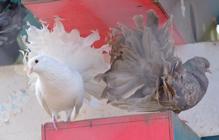 Purebred dove white and  brown pigeonの写真素材
