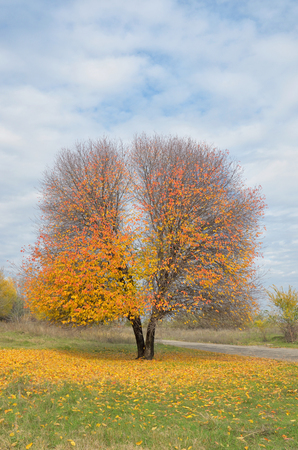 Lonely golden autumn cherry treeの写真素材