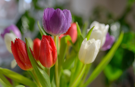 Tulips bouquet with dew in vaseの写真素材