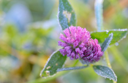 Red Clover - Trifolium Pratense with frozen dewの写真素材