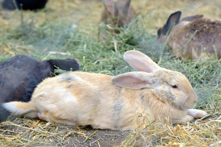 Rabbits in a hutch at farmの写真素材