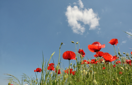 Red poppy blooming on summer fieldの写真素材