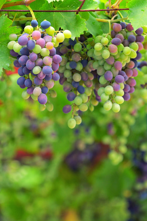 Unripe grapes and vine leavesの写真素材