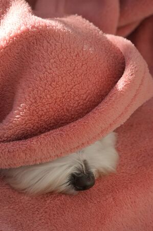 Maltese dog relax under blanketの写真素材