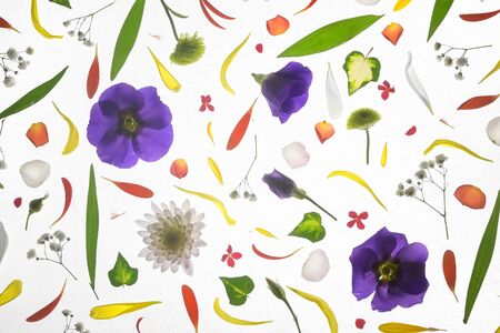 Blooming Colorful Flowers Backgroundの写真素材