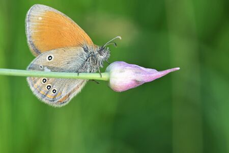 Silver washed Fritillary underwing butterfly in Macin Romaniaの写真素材