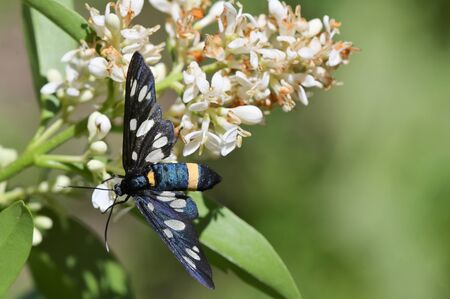Closeup Mating pair Nine-Spotted Moth (Amata Phegea)の写真素材