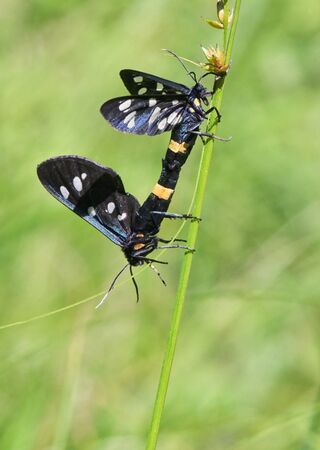 Closeup Mating pair Nine-Spotted Moth (Amata Phegea)の写真素材