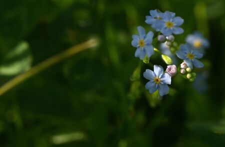 Closeup Blue Forget Me Nots Flowers In Gardenの写真素材