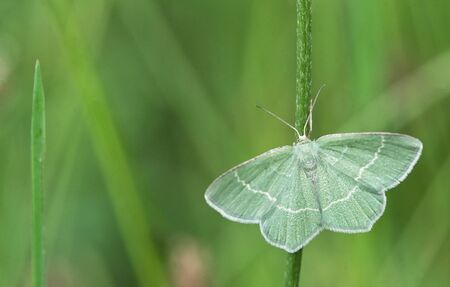 Little emerald moth (Jodis lactearia). Insect in the family Geometridaeの写真素材