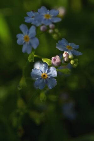 Closeup Blue Forget Me Nots Flowers In Gardenの写真素材